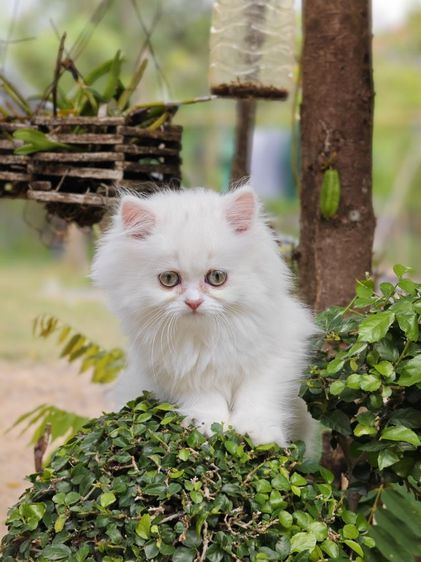 ลูกแมวเปอร์เซีย รูปที่ 12