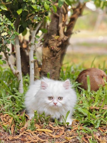 ลูกแมวเปอร์เซีย รูปที่ 10
