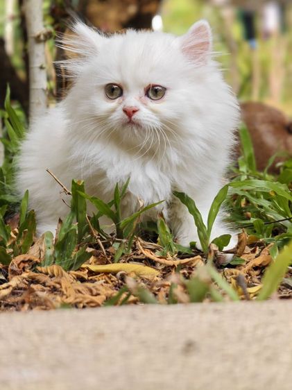 ลูกแมวเปอร์เซีย รูปที่ 4