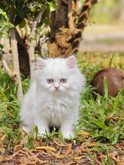 ลูกแมวเปอร์เซีย รูปที่ 8