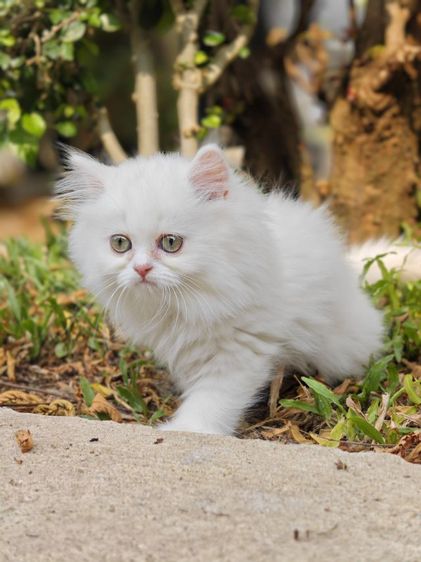 ลูกแมวเปอร์เซีย รูปที่ 13
