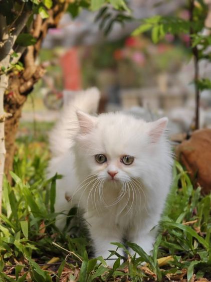 ลูกแมวเปอร์เซีย รูปที่ 17