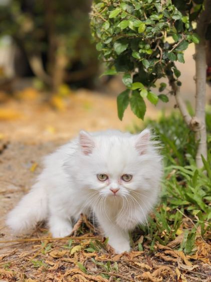 ลูกแมวเปอร์เซีย รูปที่ 5