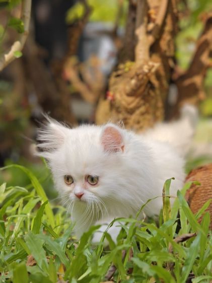 ลูกแมวเปอร์เซีย รูปที่ 15