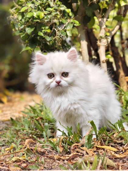 ลูกแมวเปอร์เซีย รูปที่ 3