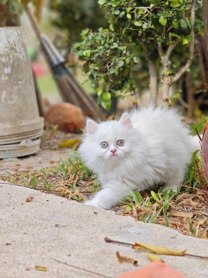 ลูกแมวเปอร์เซีย รูปที่ 14