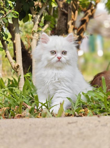 ลูกแมวเปอร์เซีย รูปที่ 2
