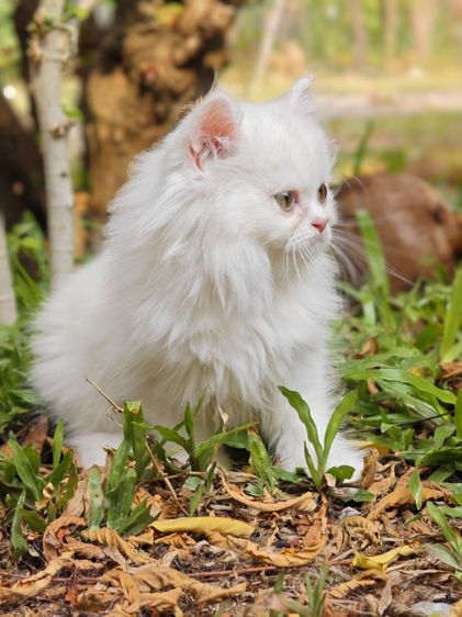 ลูกแมวเปอร์เซีย รูปที่ 11