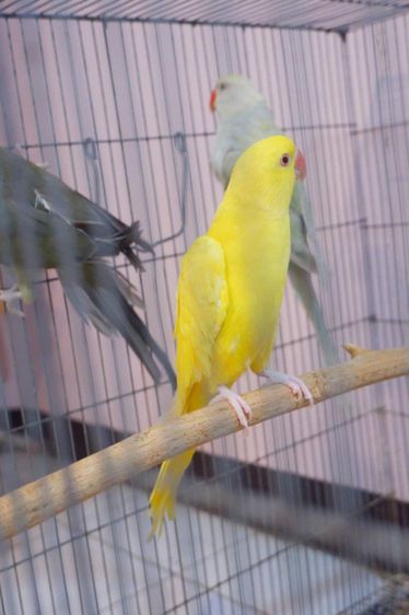 ริงเน็คสีกรีนเลสวิงไอโน่(เมีย2ปีกว่า) รูปที่ 4