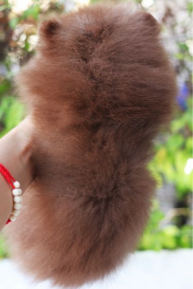 ปอมเมอเรเนียน เพศผู้สีช็อคโกแลต รูปที่ 3