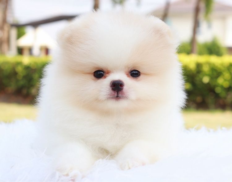 ปอมเมอเรเนียน เพศผู้สีขาวครีม