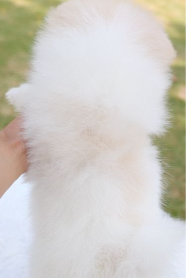 ปอมเมอเรเนียน เพศผู้สีขาวครีม รูปที่ 3