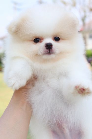 ปอมเมอเรเนียน เพศผู้สีขาวครีม รูปที่ 2