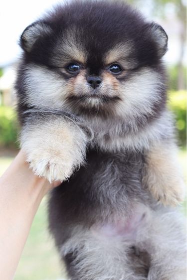 ปอมเมอเรเนียน เพศเมีย สีแบล็คแทน รูปที่ 2