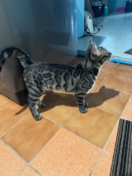 เบงกอลเพศผู้