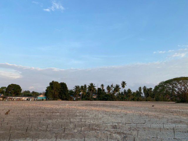 ใช่ ขายที่ดิน30ไร่ใกล้เจาชีจรรย์ รูปที่ 4
