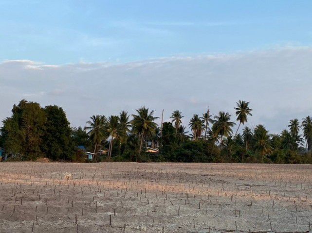 ใช่ ขายที่ดิน30ไร่ใกล้เจาชีจรรย์ รูปที่ 3