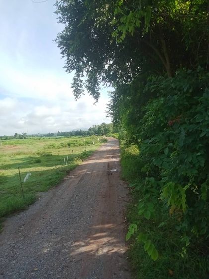 ขายที่ดิน 2 ไร่ 2 งาน 90 ตารางวา วิวภูหอ รูปที่ 3