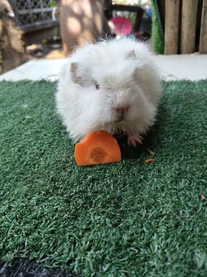 หนูแกสบี้ พันธุ์มาริโน่ ขนหยิกยาว ผู้ รูปที่ 2