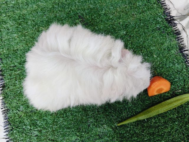 หนูแกสบี้ พันธุ์มาริโน่ ขนหยิกยาว ผู้