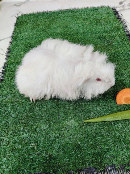 หนูแกสบี้ พันธุ์มาริโน่ ขนหยิกยาว ผู้ รูปที่ 3