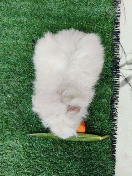 หนูแกสบี้ พันธุ์มาริโน่ ขนหยิกยาว ผู้ รูปที่ 4