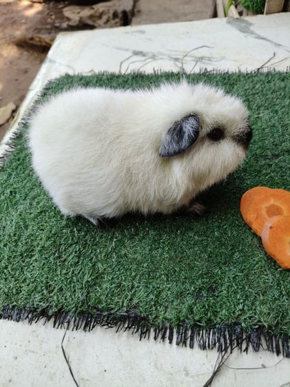 หนูแกสบี้ เท็ดดี้ แคลิฟอร์เนีย ขนฟู สั้น รูปที่ 3