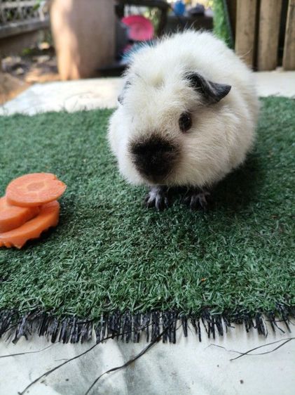 หนูแกสบี้ เท็ดดี้ แคลิฟอร์เนีย ขนฟู สั้น รูปที่ 2