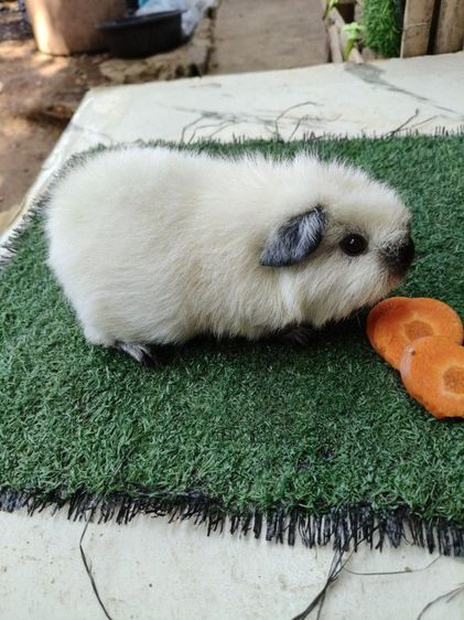 หนูแกสบี้ เท็ดดี้ แคลิฟอร์เนีย ขนฟู สั้น รูปที่ 5