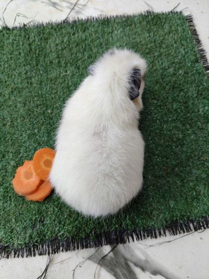 หนูแกสบี้ เท็ดดี้ แคลิฟอร์เนีย ขนฟู สั้น รูปที่ 6