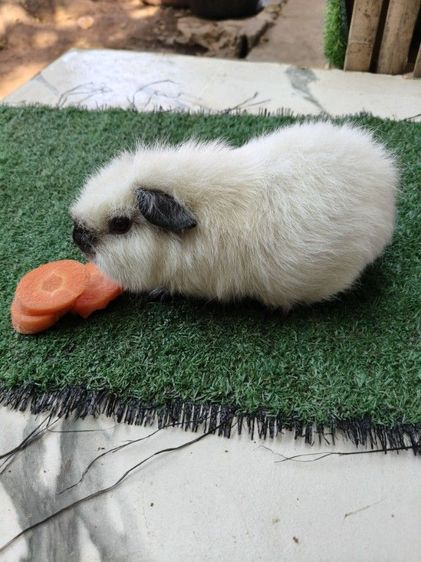 หนูแกสบี้ เท็ดดี้ แคลิฟอร์เนีย ขนฟู สั้น รูปที่ 4