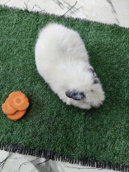 หนูแกสบี้ เท็ดดี้ แคลิฟอร์เนีย ขนฟู สั้น รูปที่ 7