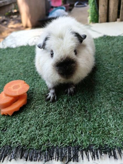 หนูแกสบี้ เท็ดดี้ แคลิฟอร์เนีย ขนฟู สั้น