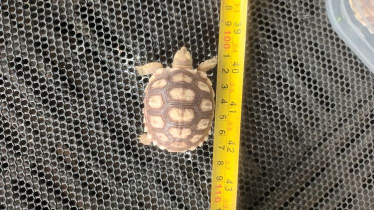 ลูกเต่าซูคาต้า รูปที่ 3