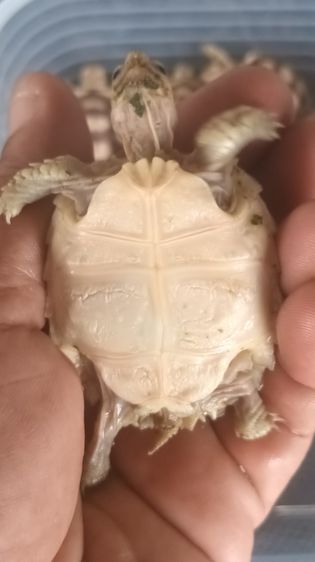 ลูกเต่าซูคาต้า รูปที่ 6