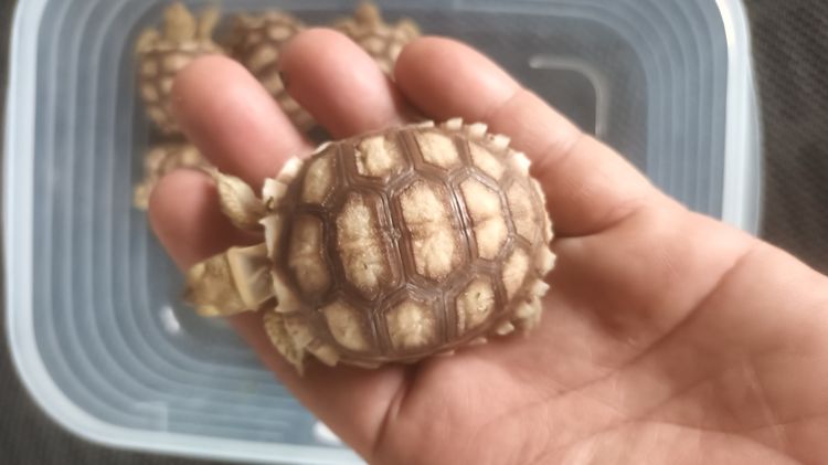 ลูกเต่าซูคาต้า รูปที่ 7