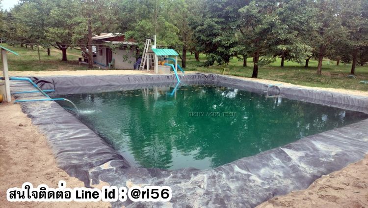 ผ้ายางปูบ่อ พลาสติกปูบ่อ แผ่นใหญ่ LDPE และ HDPE รีดเชื่อมสำเร็จ คลี่ปูเองได้ หนา 0.30 - 0.75มิล รูปที่ 2