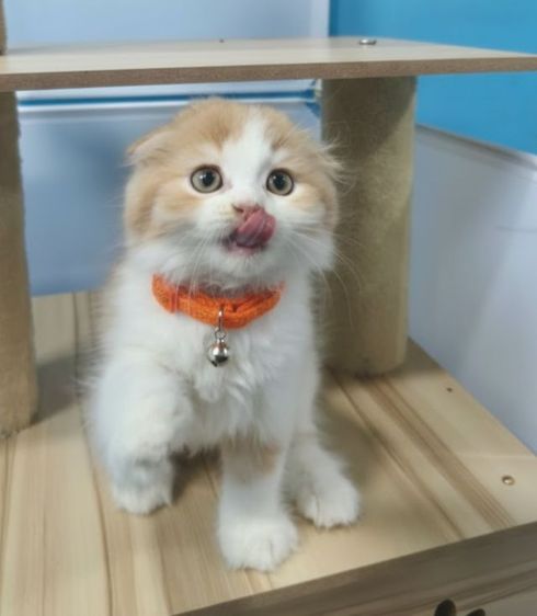 แมวสก็อตติชขนยาว 