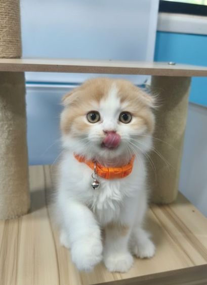 แมวสก็อตติชขนยาว  รูปที่ 2