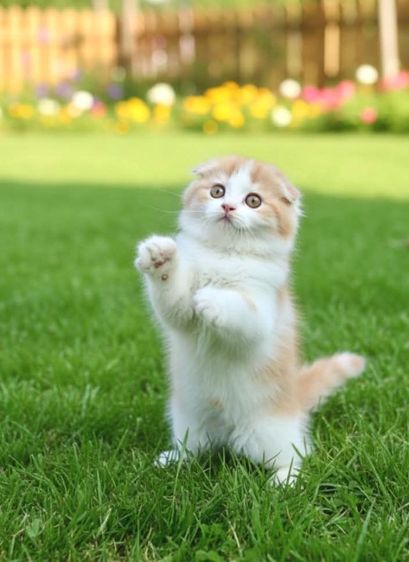 แมวสก็อตติชขนยาว  รูปที่ 3