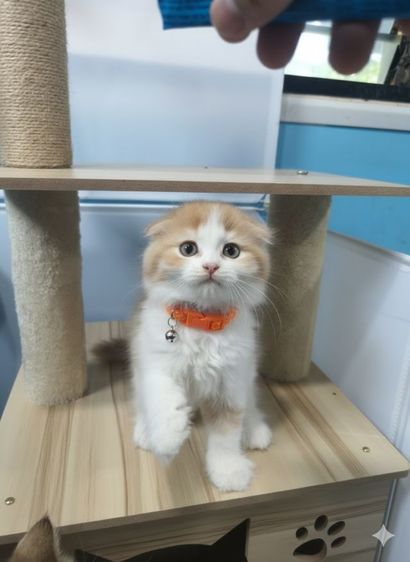 แมวสก็อตติชขนยาว  รูปที่ 4