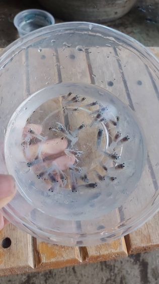 กุ้งเครฟิช เดสทรัคเตอร์ เดสลาวาไซค์ลงเดิน - 1 นิ้ว รูปที่ 4