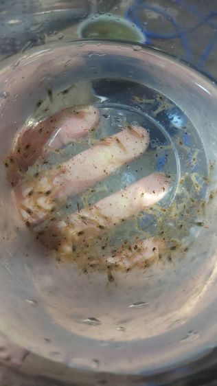 กุ้งเครฟิช เดสทรัคเตอร์ เดสลาวาไซค์ลงเดิน - 1 นิ้ว รูปที่ 3