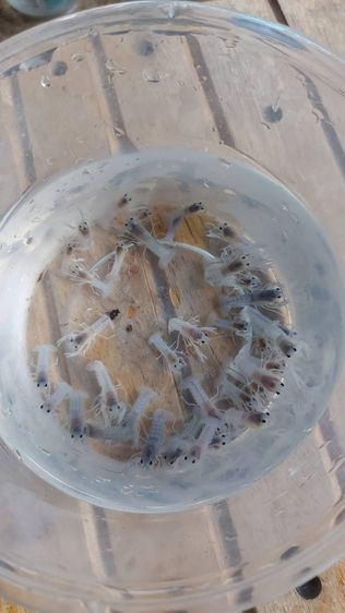 กุ้งเครฟิช เดสทรัคเตอร์ เดสลาวาไซค์ลงเดิน - 1 นิ้ว รูปที่ 2