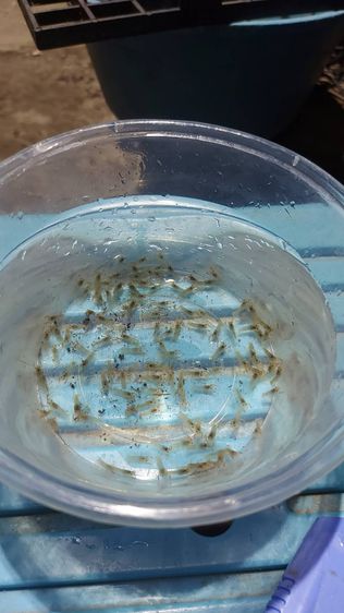 กุ้งเครฟิช เดสทรัคเตอร์ เดสลาวาไซค์ลงเดิน - 1 นิ้ว