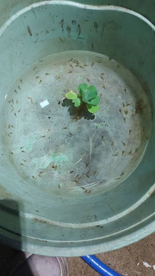 กุ้งเครฟิช เดสทรัคเตอร์ เดสลาวาไซค์ลงเดิน - 1 นิ้ว รูปที่ 5