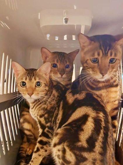 bengol house cat  รูปที่ 2