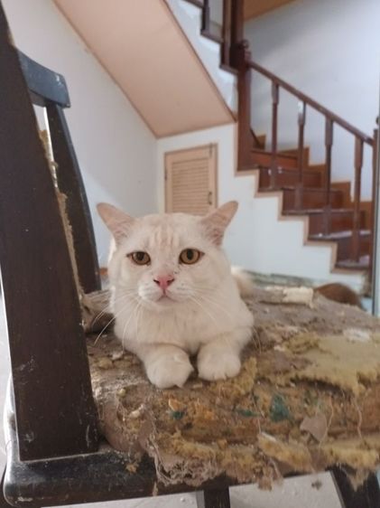 เปอเซียผสมวิเชียรมาศเพศผู้เชื่องขี้อ้อนเข้ากะบะเป็นยังไม่ได้ทำหมันต้องมีเวลาให้ รูปที่ 2