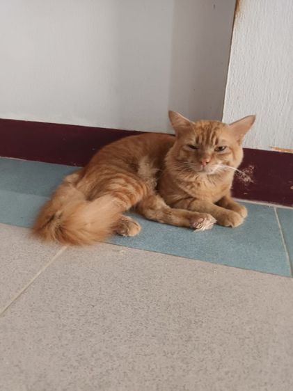 เปอเซียส้มยังไม่ได้ทำหมันเข้ากะบะเป็นเพศผู้อายุ1ปี6เดือนขี้อ้อนน่ารักท่ารักเจ้าของแล้วรักตลอดต้องมีเวลาให้