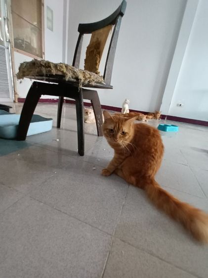 เปอเซียส้มเพศผู้อายุ1ปี5เดือนยังไม่ได้ทำหมัน รูปที่ 2